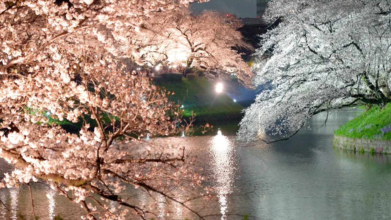Cherry Blossoms in Full Bloom, Tokyo 2025 - YouTube