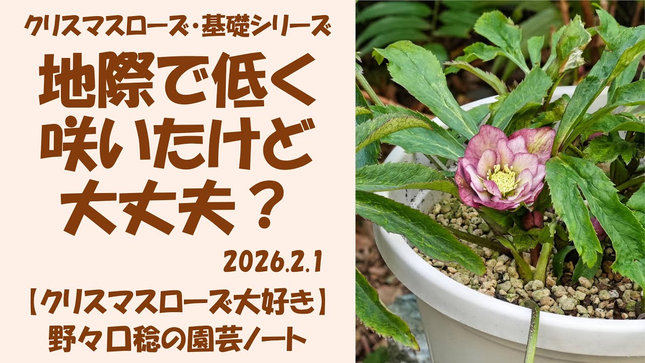 2026.2.1 It bloomed low at ground level, is that okay? - YouTube