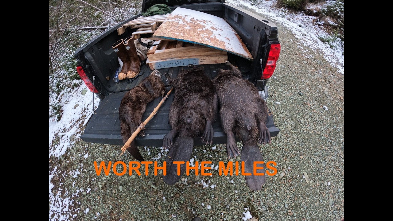 How to set for Beaver, the EASY way - This is how we do it - YouTube