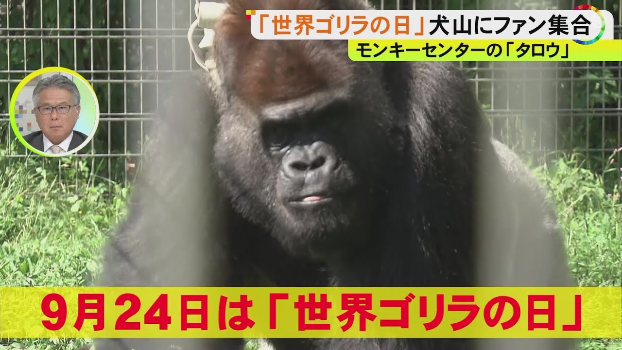 Gorillas at risk of extinction due to rare metal mining, etc