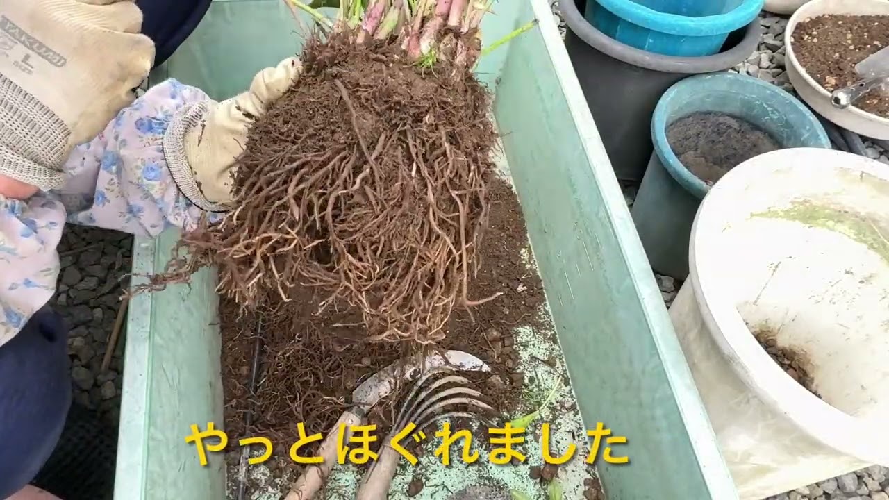 クリスマスローズ 4年目 花後の株分け 2倍以上に増えました - YouTube