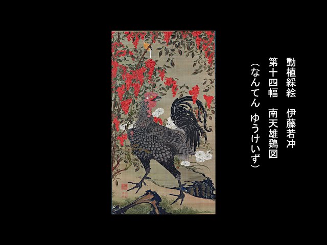 動植綵絵 伊藤若冲 「第十四幅 南天雄鶏図 （なんてん ゆうけいず