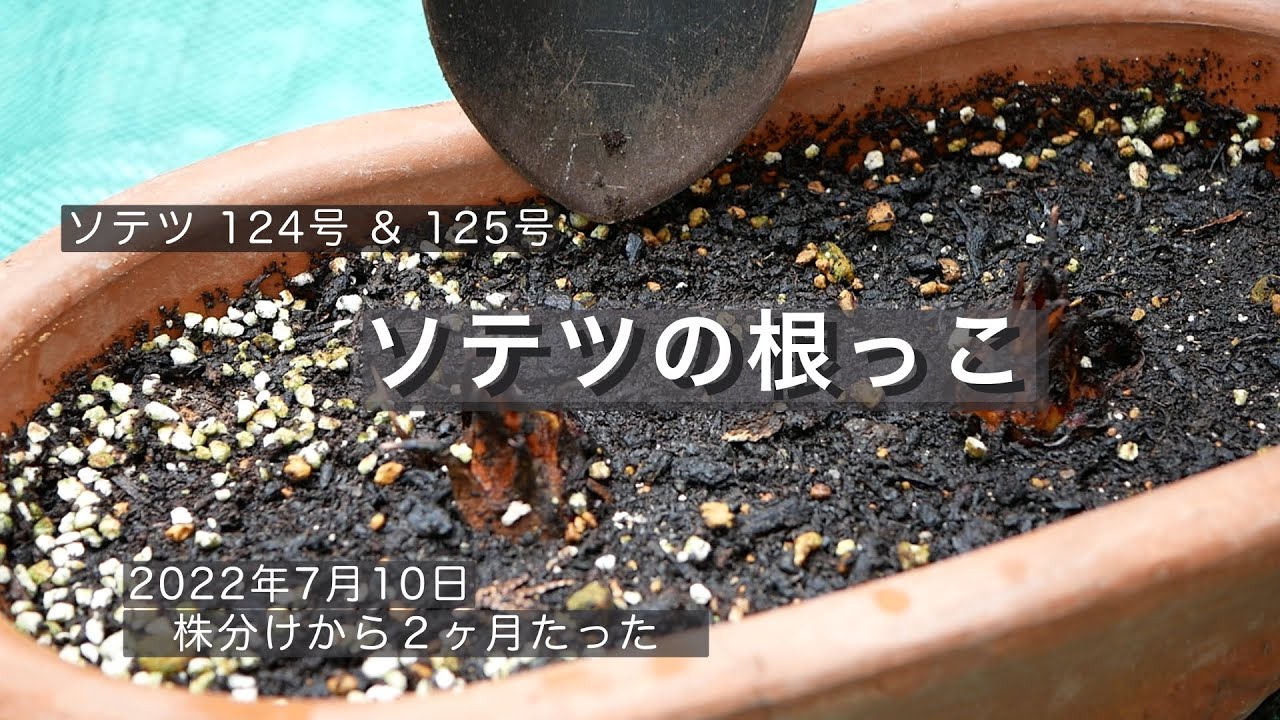 ソテツの根っこ（124-125号） - YouTube