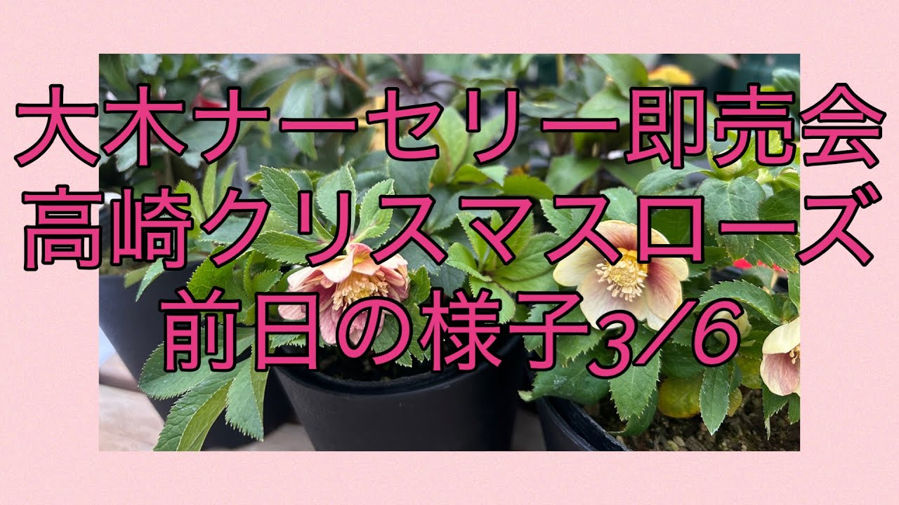 大木ナーセリー即売会 高崎クリスマスローズ 3/6前日の様子 - YouTube