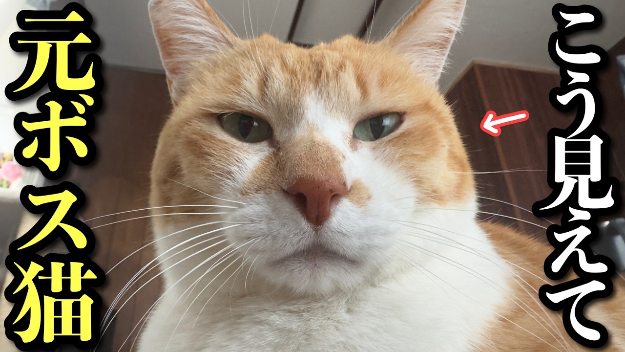 When the mischievous kitten finally met the boss cat for the first