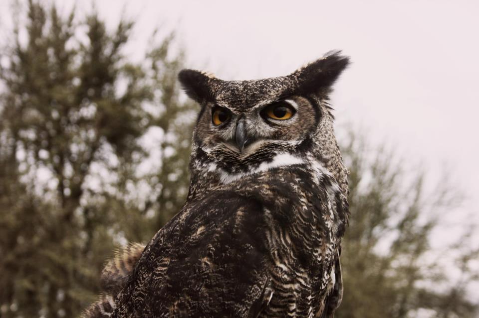 Great Horned Owl - Chintimini Wildlife Center