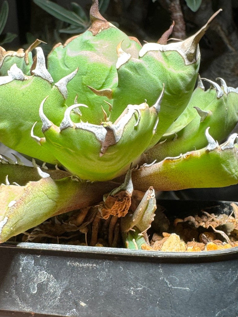 アガベ】姫厳竜子株付きの室内育成！育て方と成長記録【多肉植物