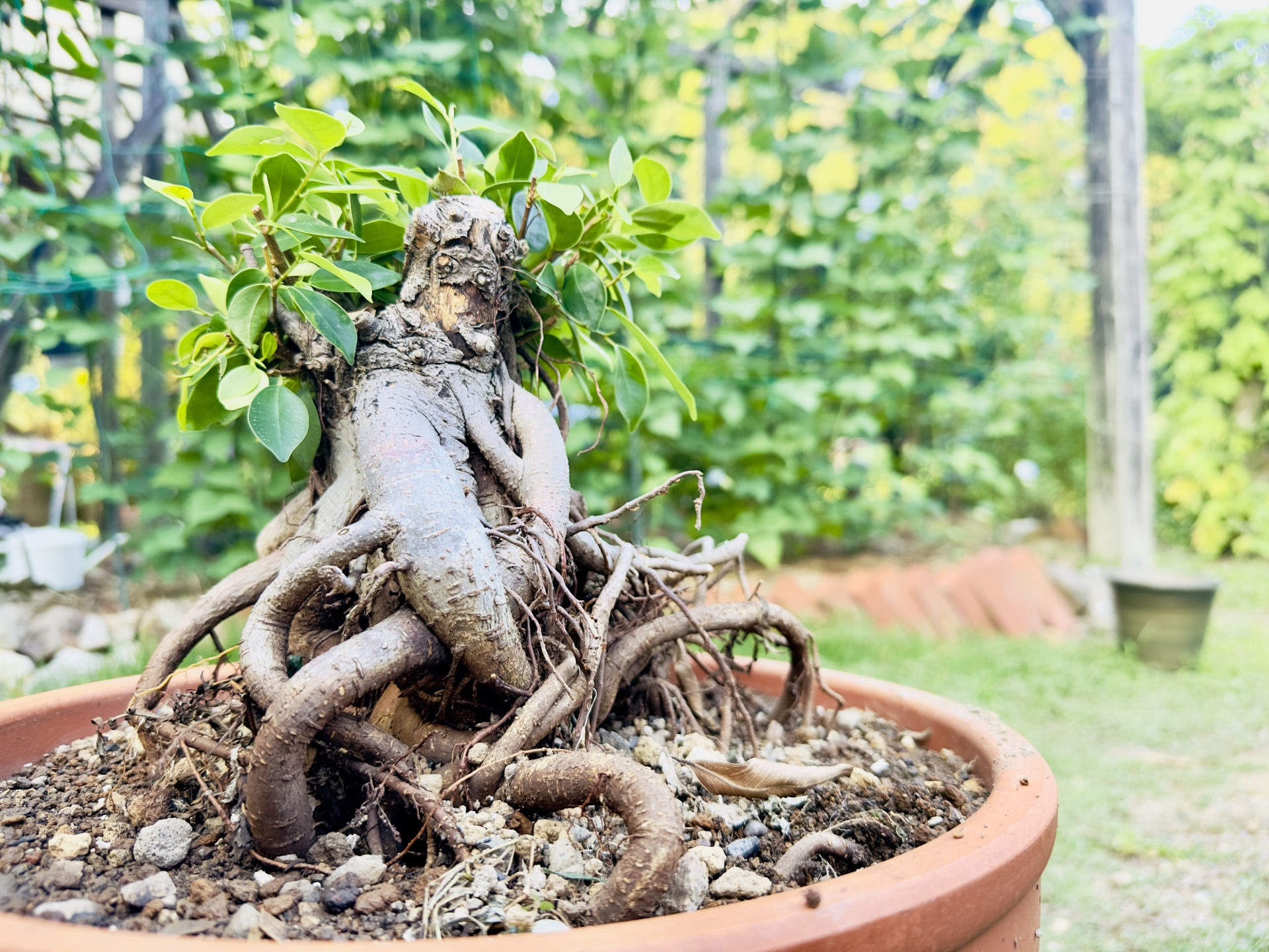 ガーデニング】沖縄盆栽の種類と育て方｜ガジュマル・琉球マツ