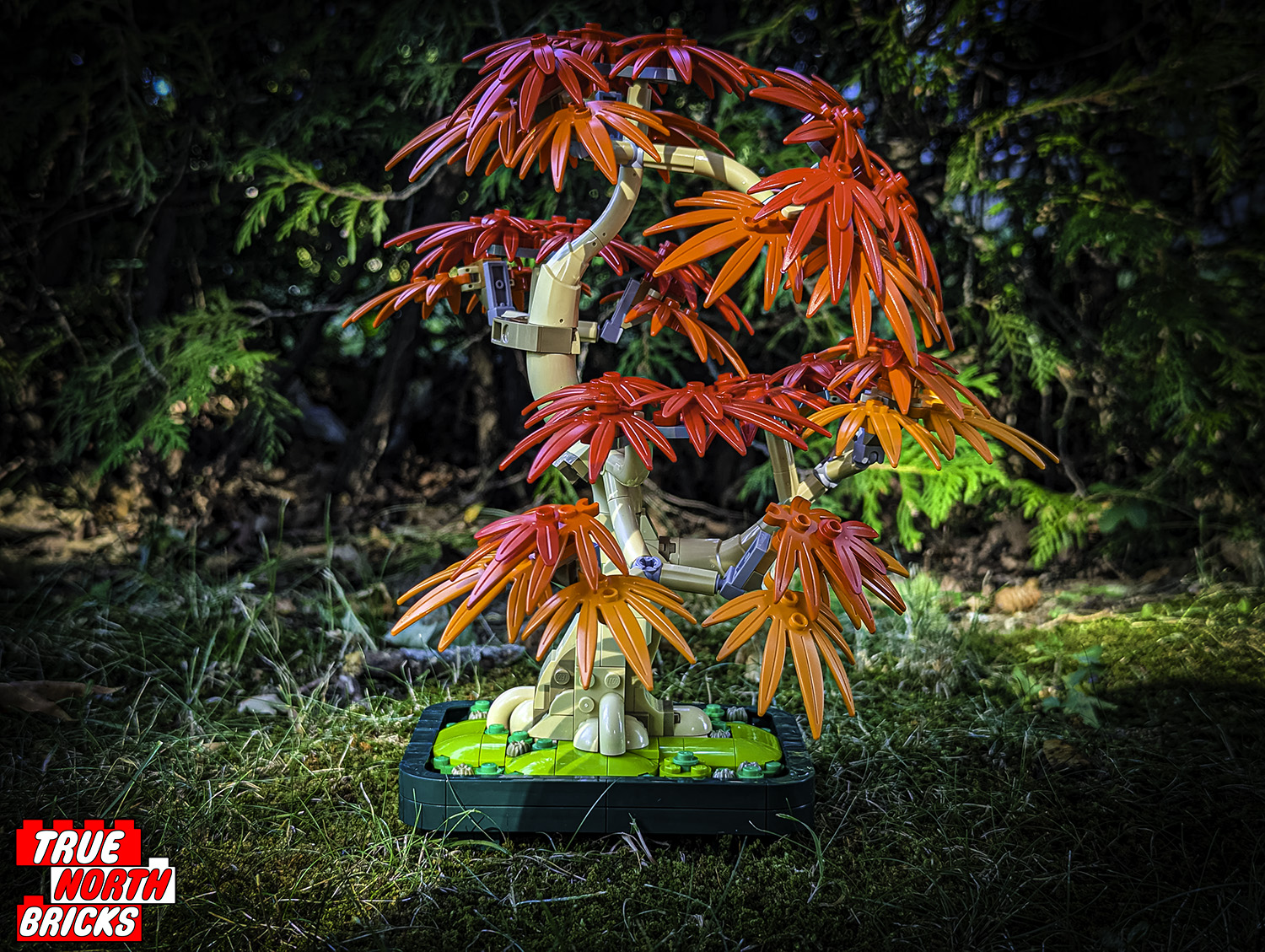 Japanese Red Maple Bonsai Tree (10348) Review - True North Bricks