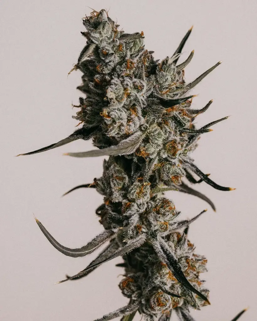 Buy Tangie Seeds | Germination Guarantee | ILGM