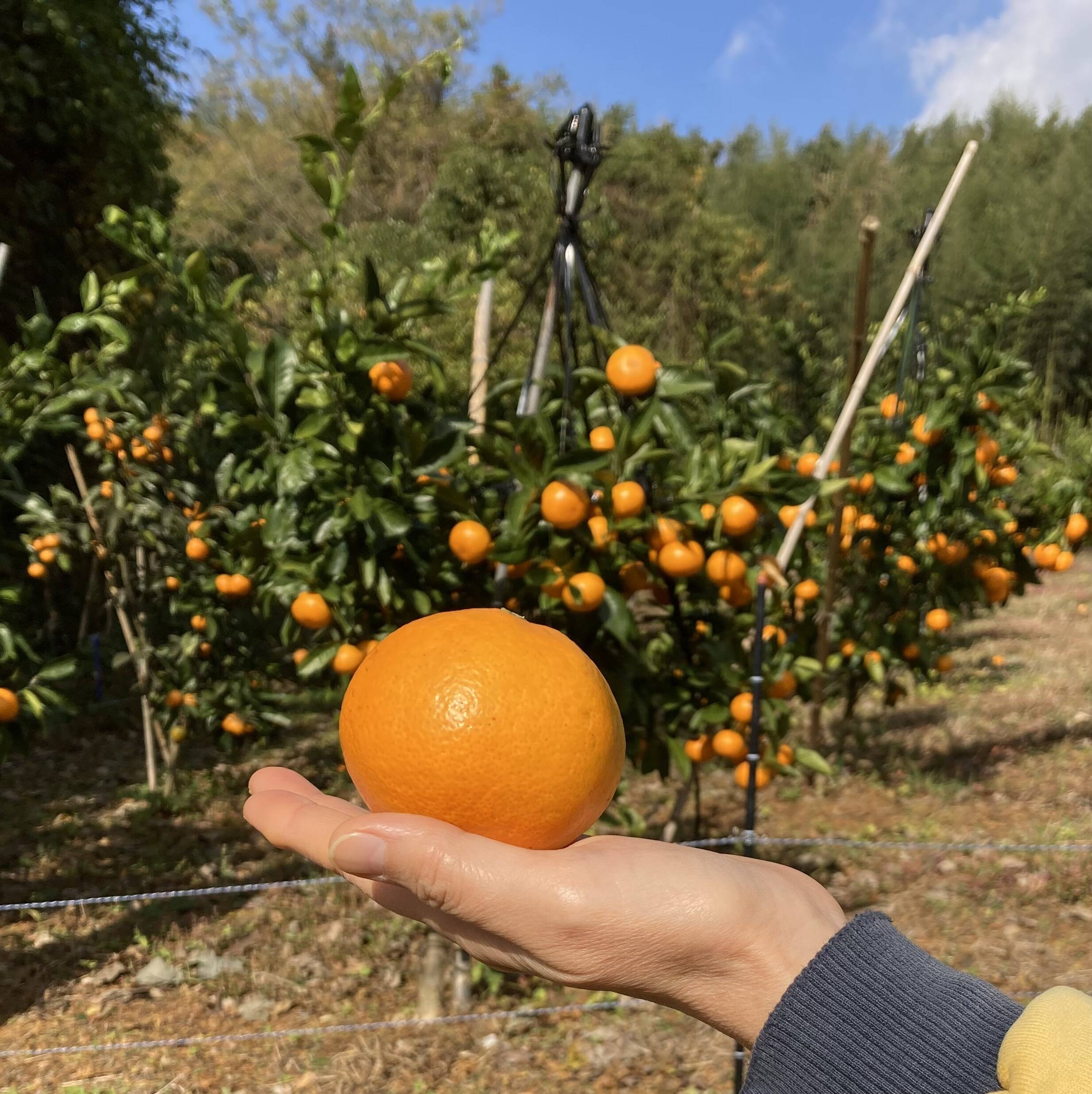 食べたらやみつき！糖度13度以上 『田口早生みかん』 5kg：熊本県産の