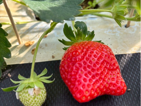 海外セレブ御用達】🍓やみつきリピーター続出🍓累計数十万人が虜になる