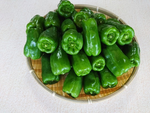 みずみずしい新鮮ピーマン：長野県産の野菜｜食べチョク｜産地直送