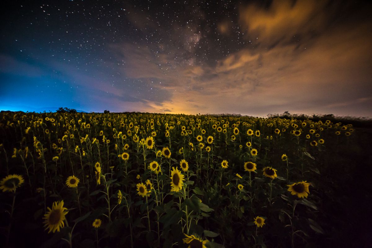 14mm F2.8 EX ASPHERICAL / HSMで撮影された写真 | 写真検索 | GANREF