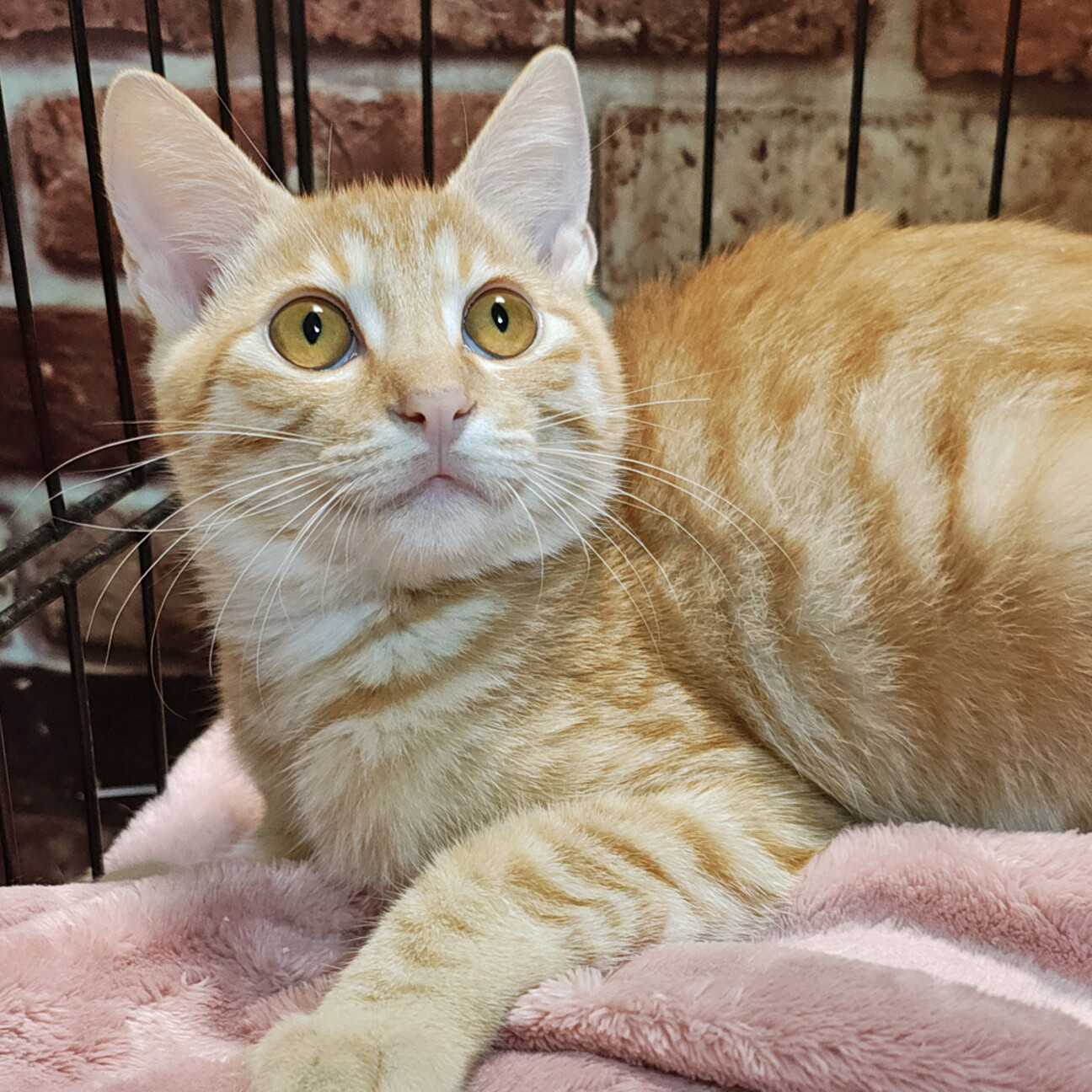 フェネック風！クリーム茶」東京都 - 猫の里親募集(530778