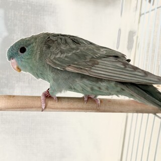 サザナミインコペア」神奈川県 - 鳥の里親募集(534799) :: ペットの