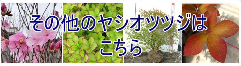 楽天市場】【現品】シロヤシオツツジ（白八汐）大株 W90cm×D60cm×H90cm