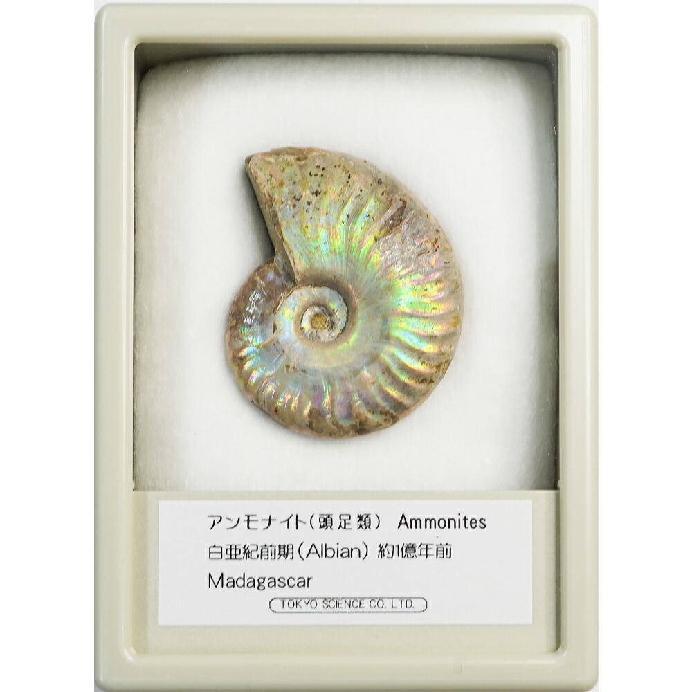 楽天市場】化石標本30種 東京サイエンス サメの歯 貨幣石 琥珀 恐竜の