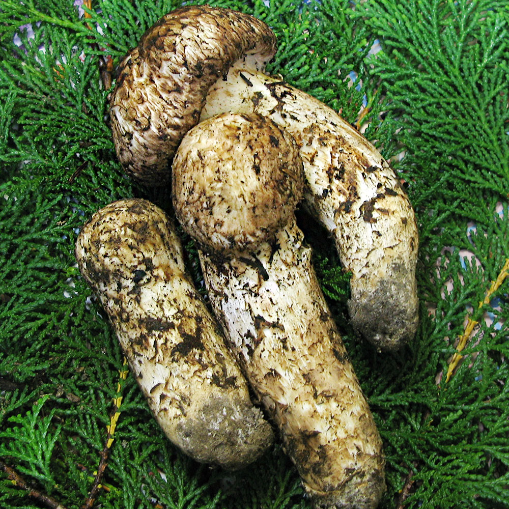 楽天市場】松茸 国産 200g まつたけ 山梨県産 マツタケ つぼみ 日本