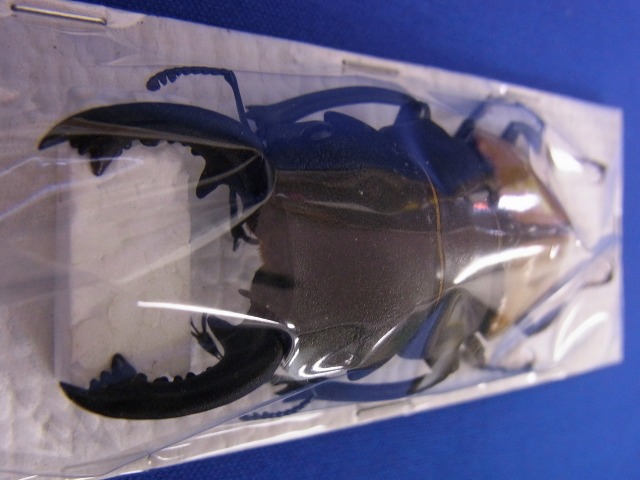 標本用）カステルナウツヤクワガタ82ミリ