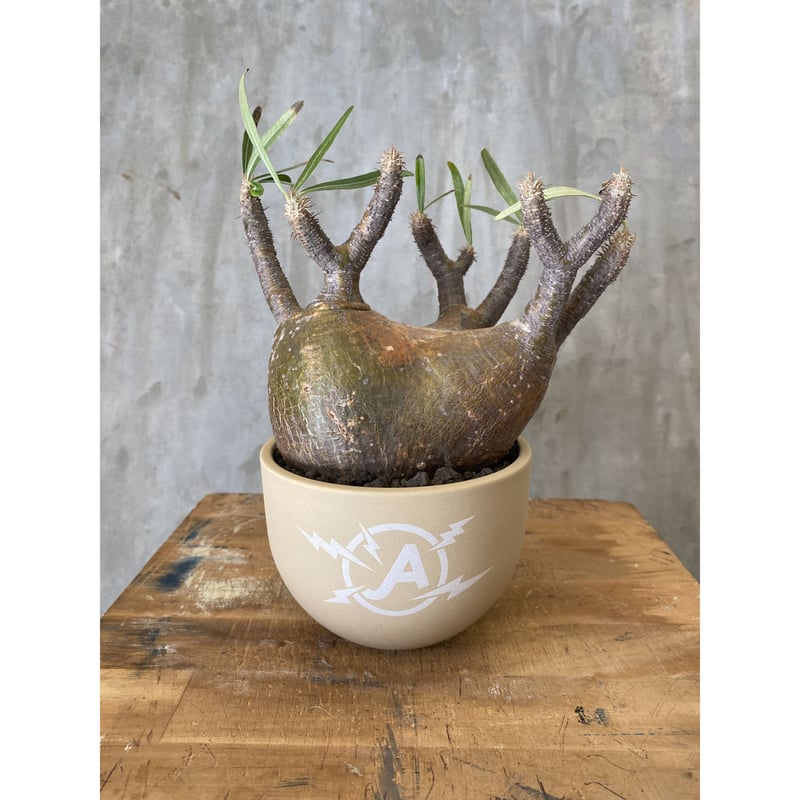 VALIEM XS 植木鉢 陶器鉢③ VALIEM バリエム 植木鉢 XS 【公式通販】