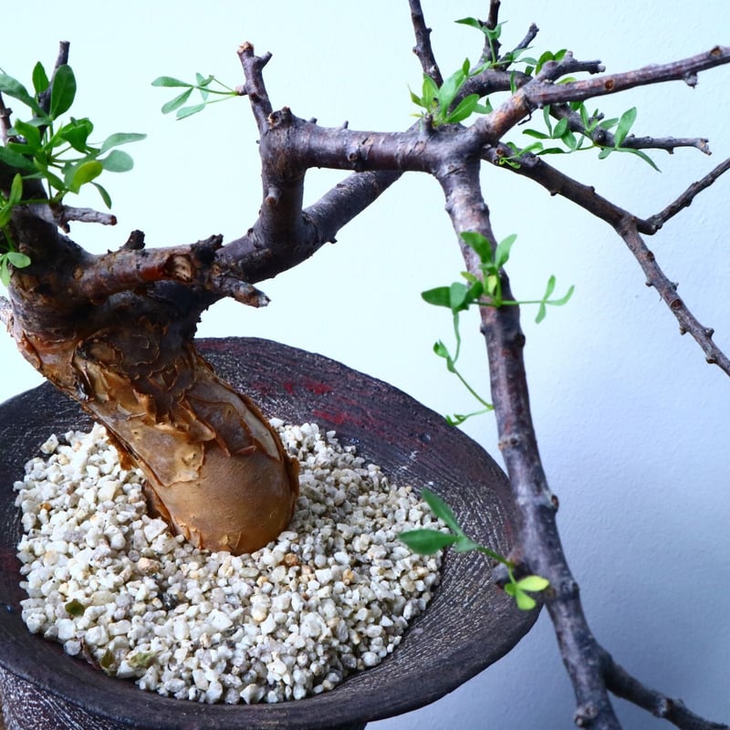 コミフォラ フォリアセア Commiphora foliacea No.31035