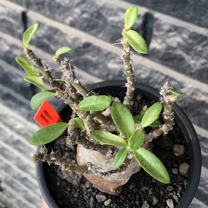 pachypodium bispinosum 《小さめM size》※現地球発根後店主国内管理