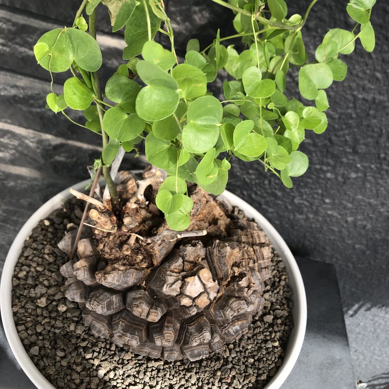 dioscorea elephantipes アフリカ亀甲竜《大きめL L size》大株※現