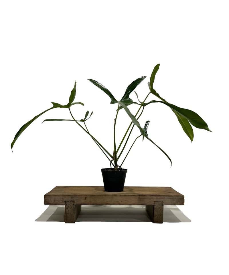 フィロデンドロン ロンギロバトム 'レラノ ミヤノ' 「Philodendron