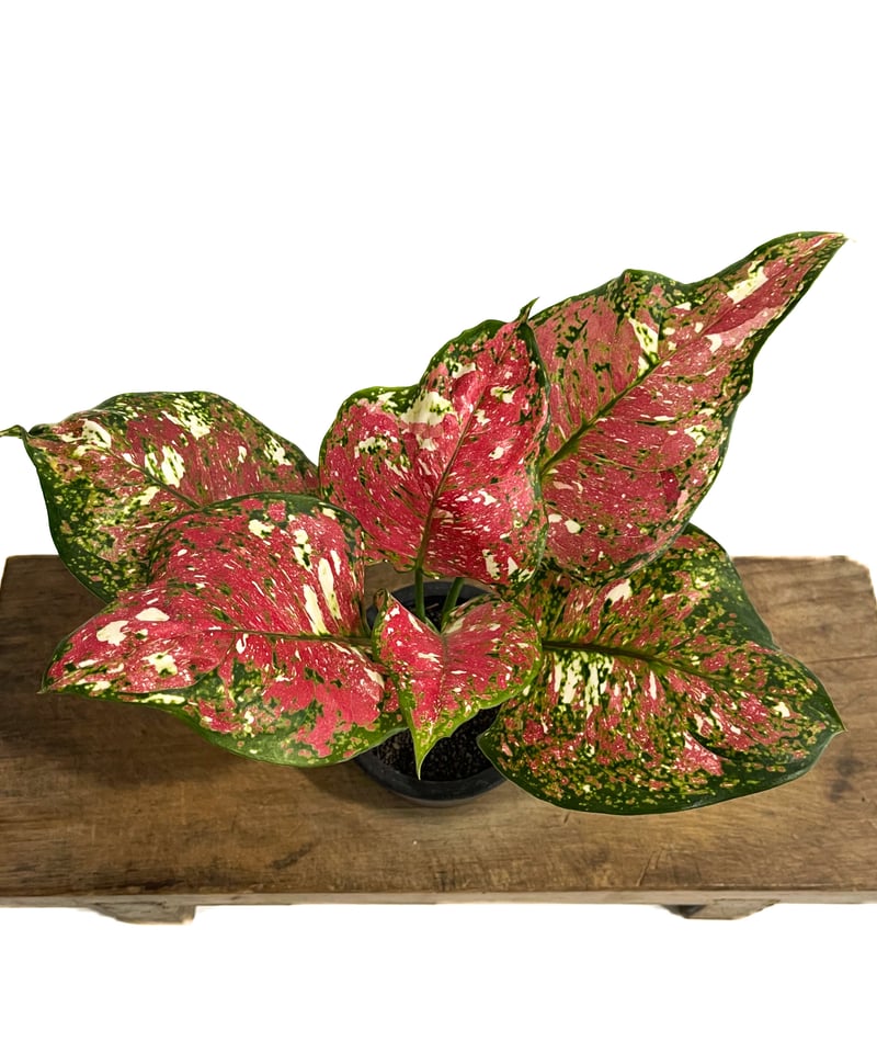 アグラオネマ アンヤマニー トリカラー「Aglaonema Unyamanee Tricolo