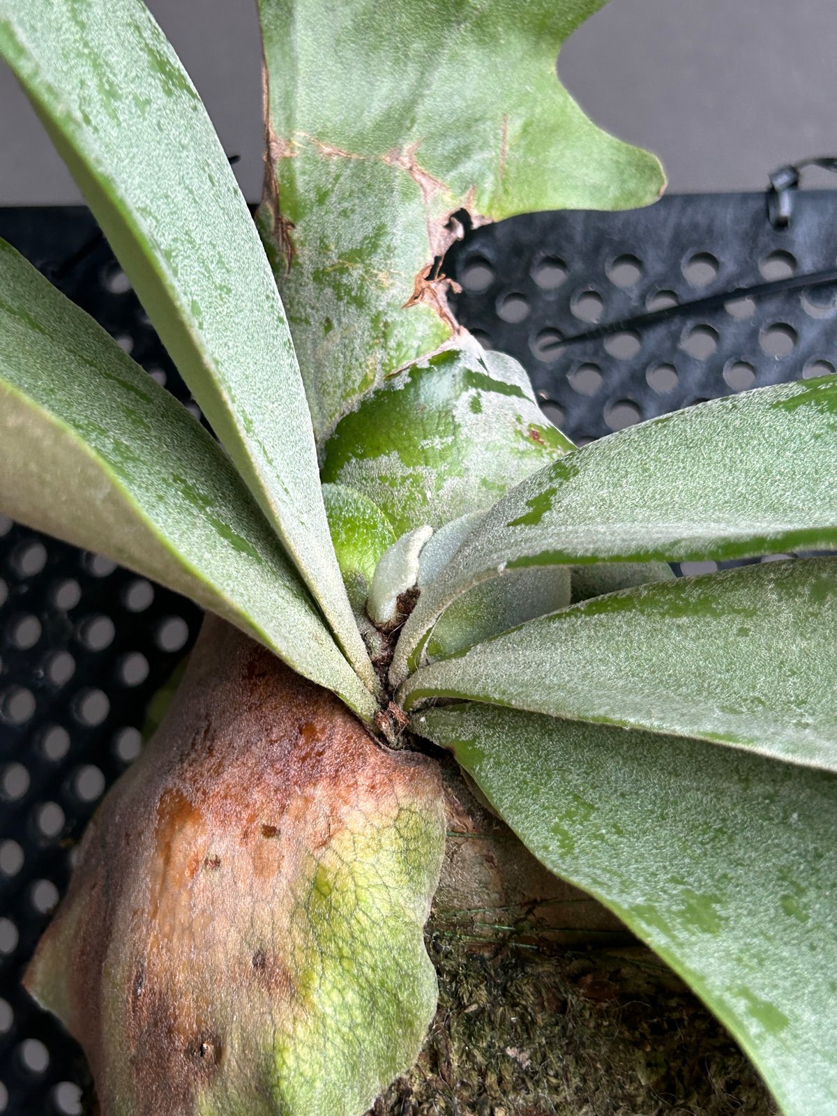 ビカクシダ ウィリンキー cv. I ツビッキー 18「Platycerium .willin
