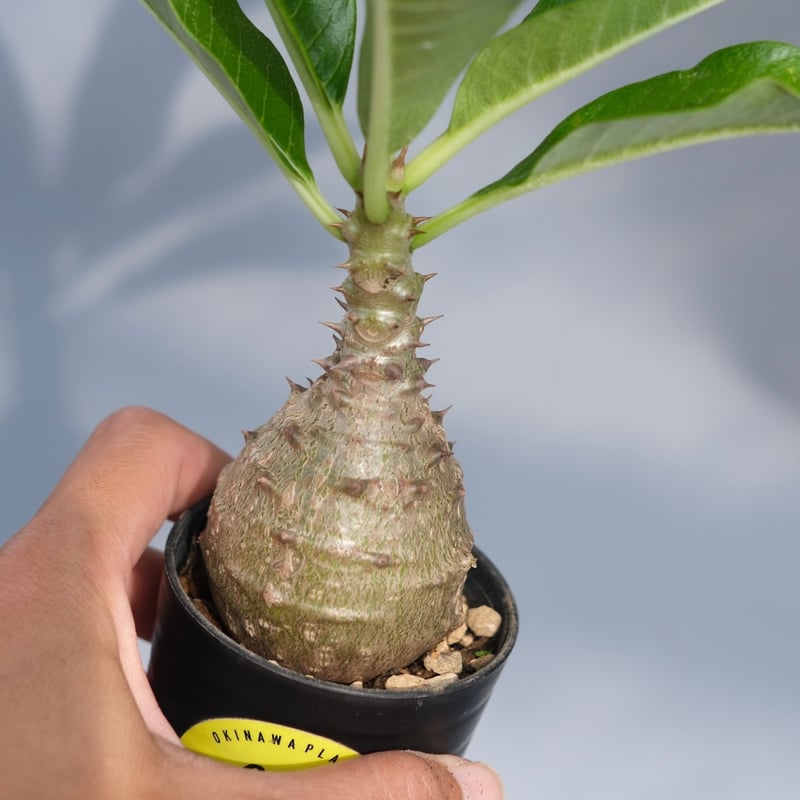パキポディウム ウィンゾリー 実生株 068 Pachypodium windsorii |
