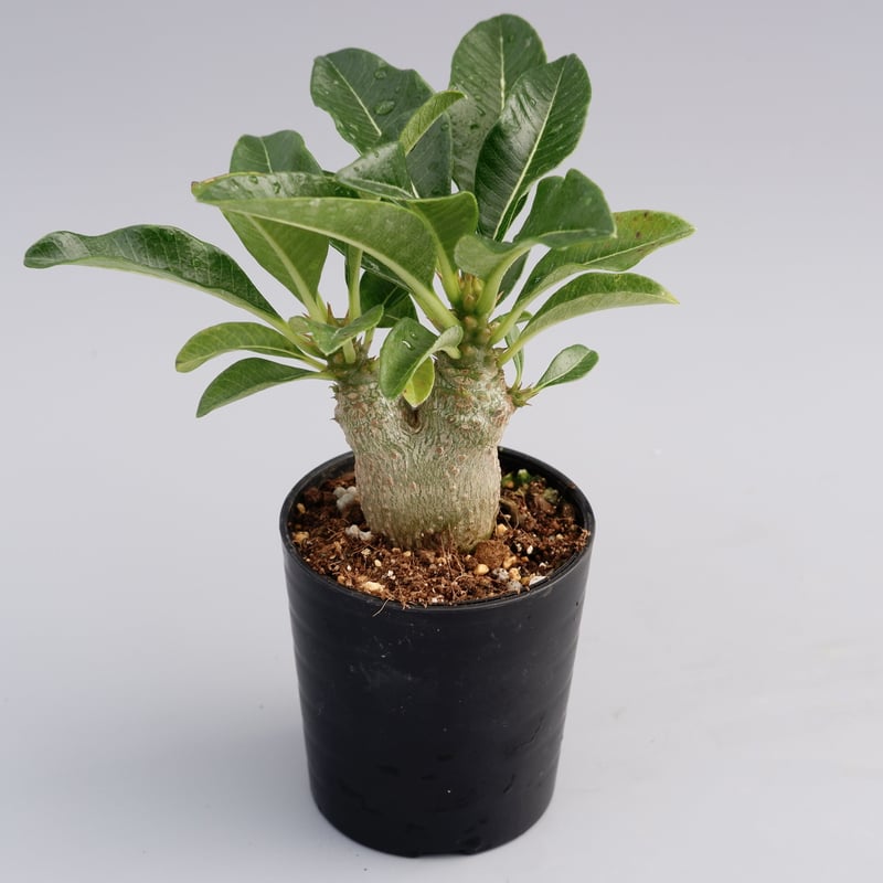 分岐タイプ パキポディウム ウィンゾリー 実生株 011 Pachypodium wind