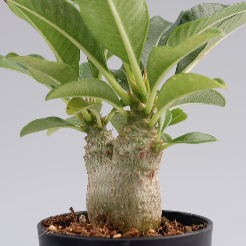 分岐タイプ パキポディウム ウィンゾリー 実生株 011 Pachypodium wind