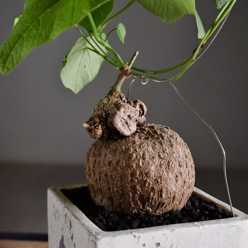 ステファニア スベローサ【人気急上昇！！希少なこんもり株を厳選して