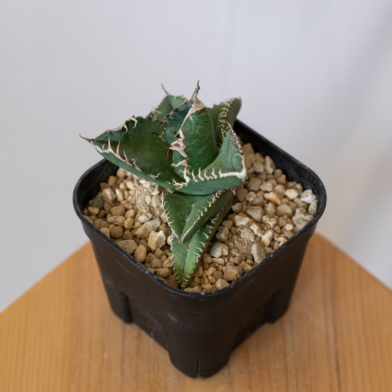 アガベ チタノタ 悪魔くん【発根管理中】TC株 Agave titanota 多肉植物