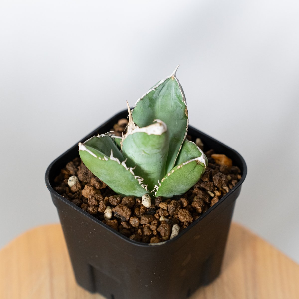 アガベ チタノタ 大白鯊 ホオジロザメ TC株 Agave titanota great w