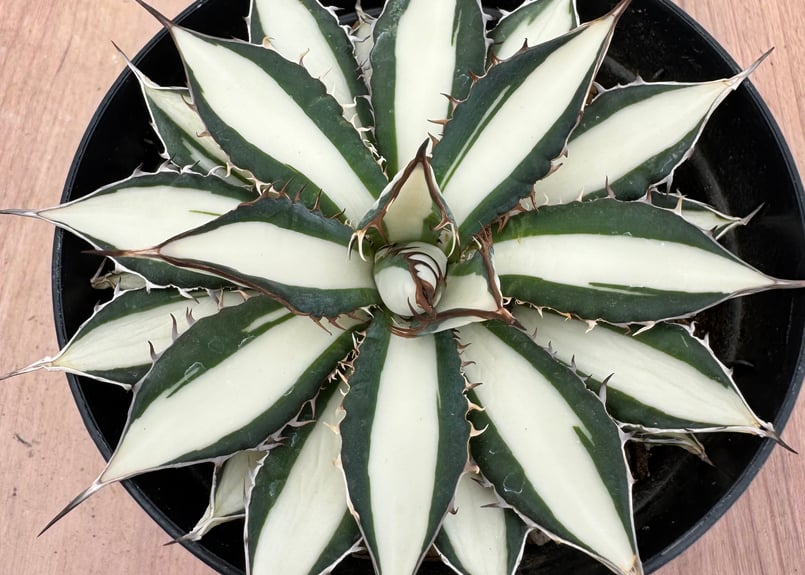 アガベ ホリダ錦 白中斑 Agave horrida varieg. | HOIKAWA CA