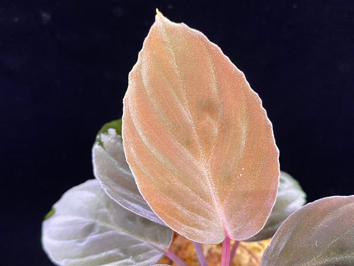 Homalomena sp 