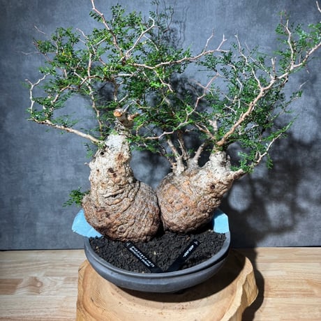 S ONE PLANTS