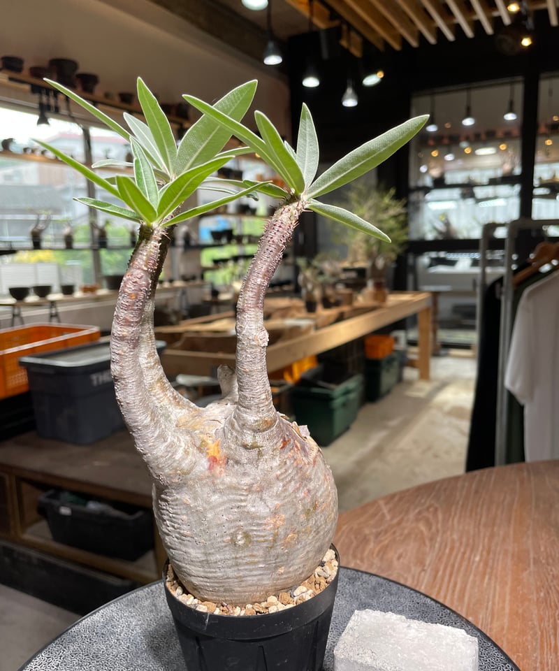 パキポディウム グラキリス Pachypodium gracilius 発根済 (gk-52