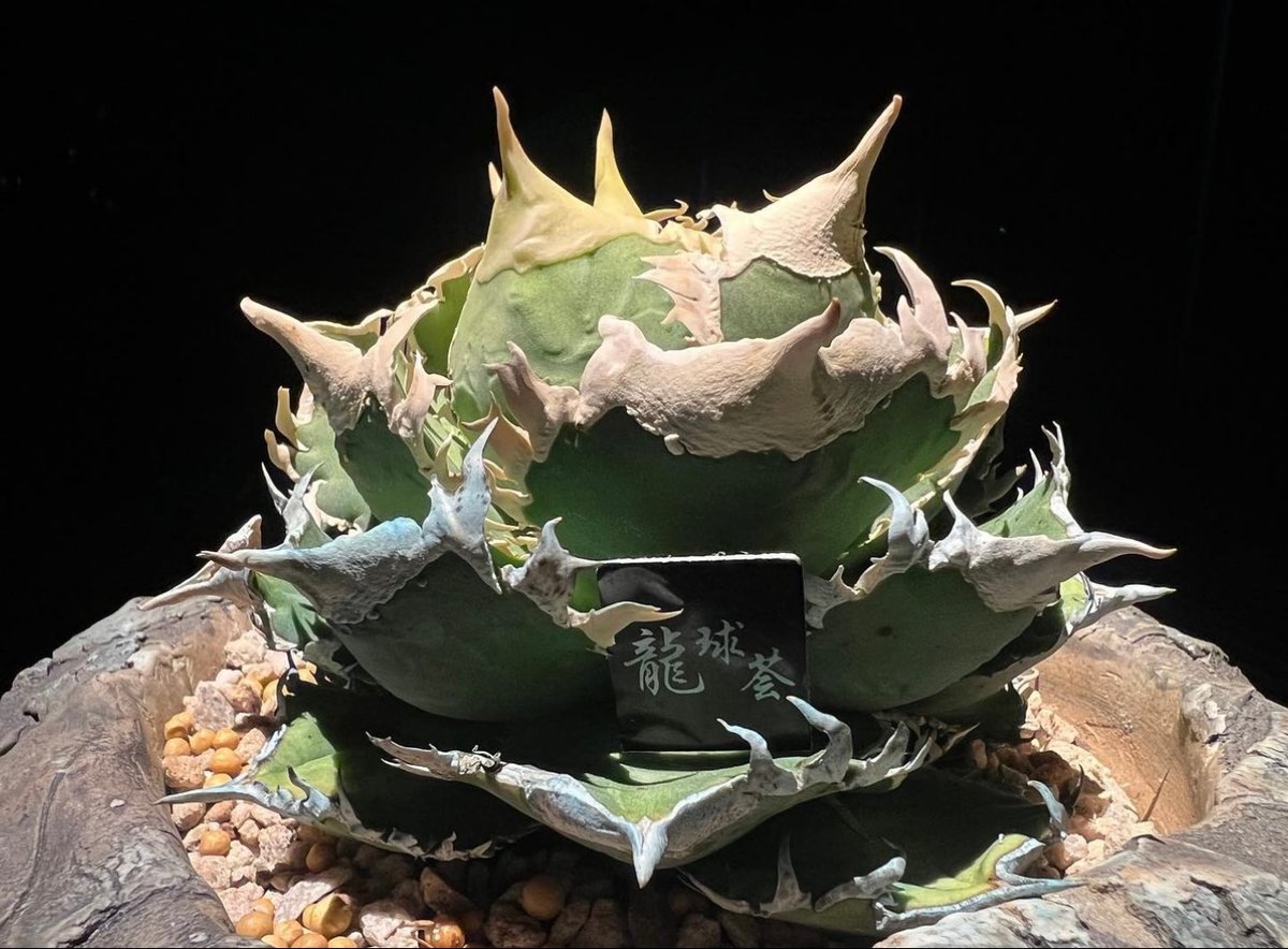 アガベ・チタノタ 白毫刺（芽）-020(子株付)｜agave titanota | Plus_