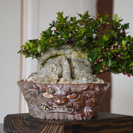 CATEGORY 琉球鉢 - シーサーとハブ - | 陶賊 -TOUZOKU- bonsai