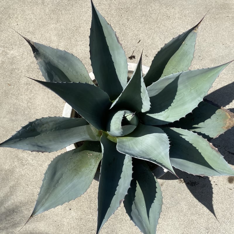 Agave ovatifolia】アガベ・オバティフォリア | ACE GARAGE 8 -