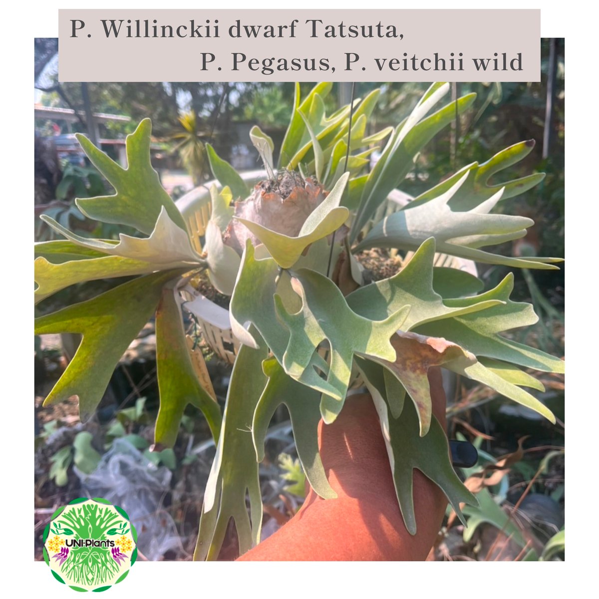 P. Willinckii dwarf Tatsuta, P. Pegasus, P. ve