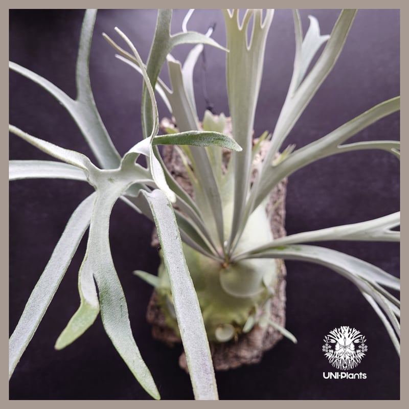 Patycerium veitchii wild ビカクシダ ベイチー ワイルド コウモリラン
