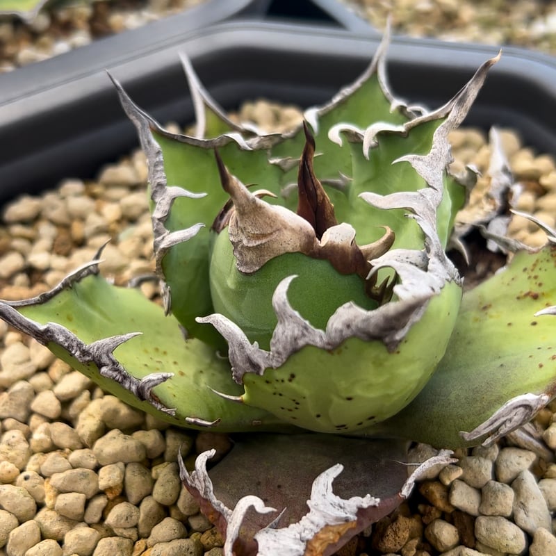 アガベ チタノタ【ヤクザシーザー】発根済み子株 | Miura Farm