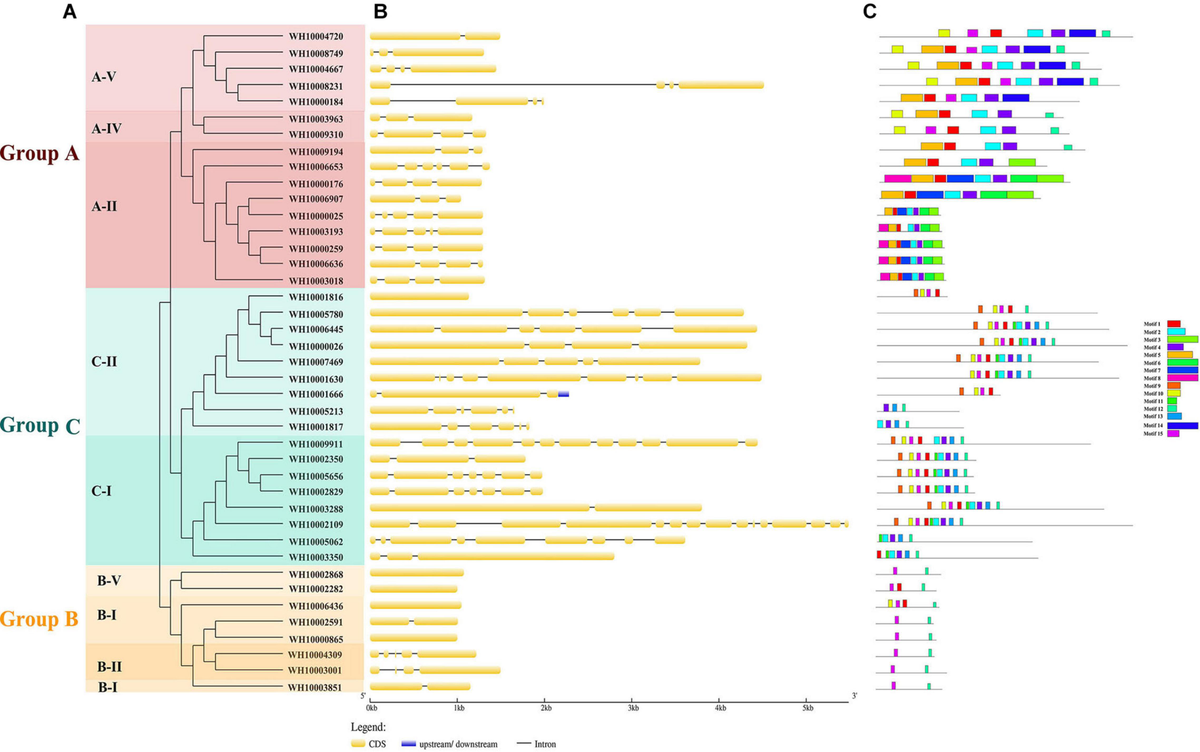 Frontiers | Genome-Wide Identification and Analysis of Chitinase