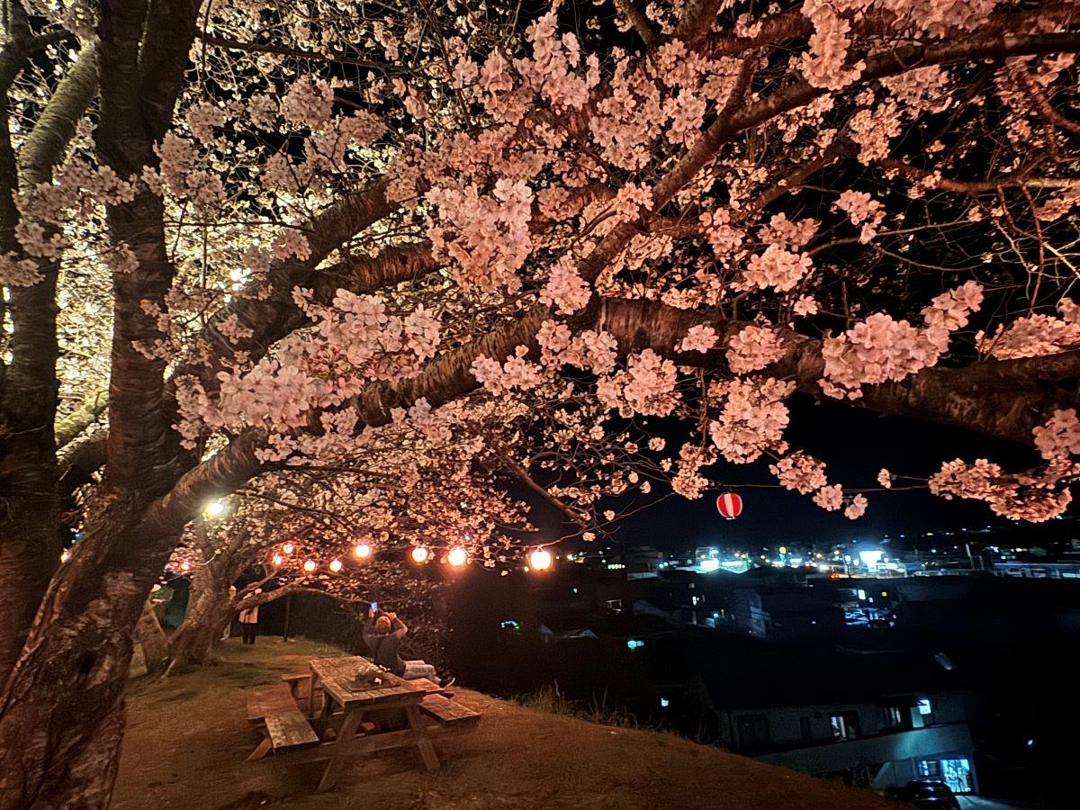 日向・大王谷の桜が満開に 夜桜ライトアップで花見客にぎわう - 日向