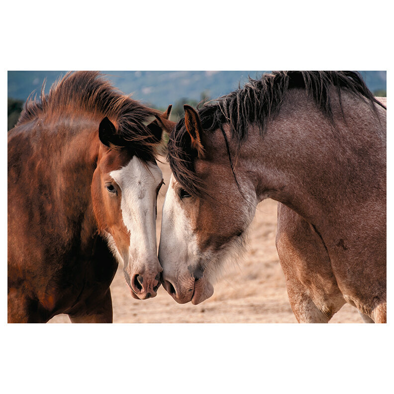 Clydesdales - 5 Photo Cards Per Set — Francesca Scalpi